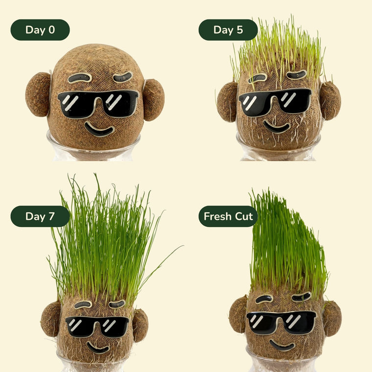 Real grass hair growth: day 0, day 5, day 7 and a fresh cut